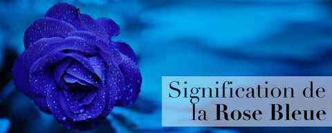 Signification de la rose bleue