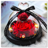 Ourson Rouge sous Cloche