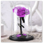 Rose Éternelle Violette sous Cloche